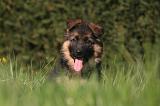 BERGER ALLEMAND 1242